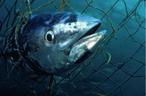 La sobreexplotación de la pesca es uno de los desafíos ambientales según el Informe Planeta Vivo WWF.