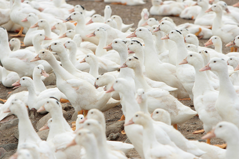 Virus de la gripe aviar muta e infecta patos