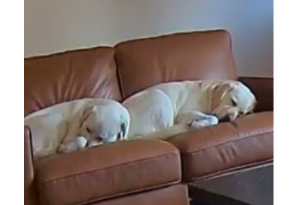 ¿Qué hace un labrador cuando está solo en casa? Esta cámara lo reveló todo