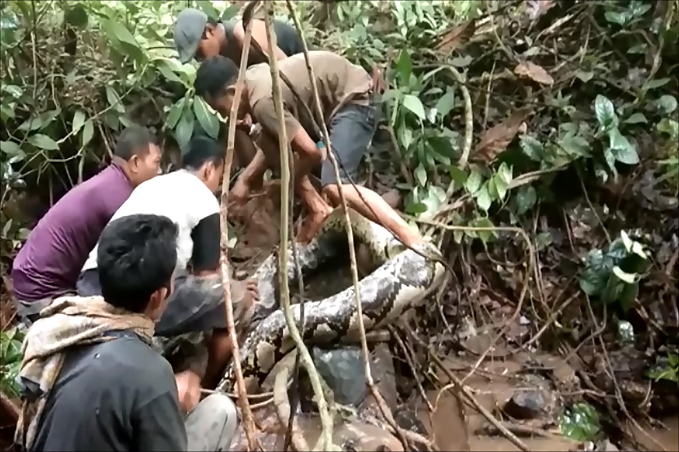 Habitantes de un pueblo indonesio capturan una pitón de ocho metros