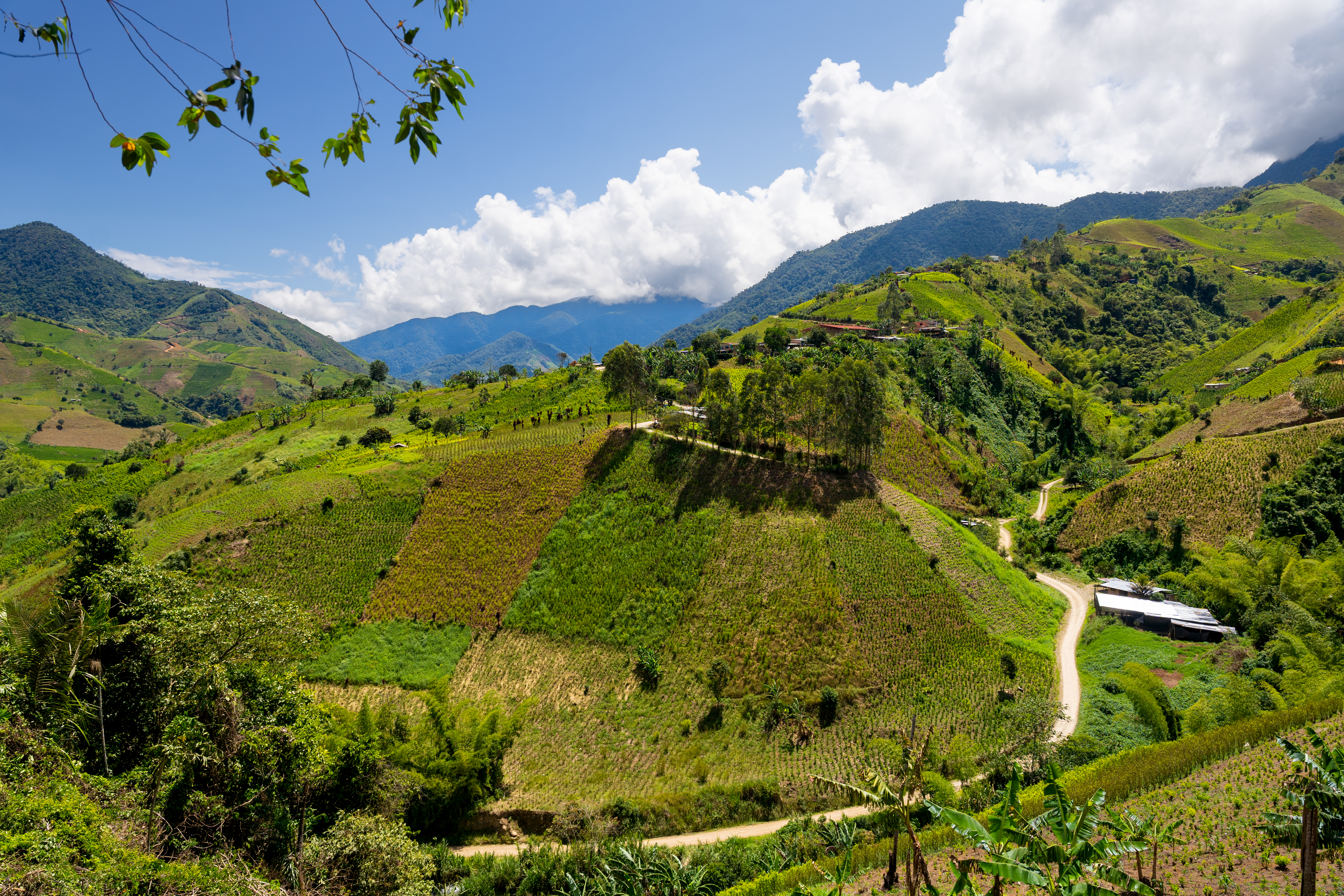 Panóramica de cultivos de coca en Argelia, Cauca.