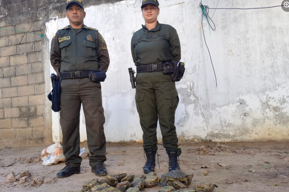 Rescatan 33 tortugas hicoteas del tráfico de fauna en Sucre