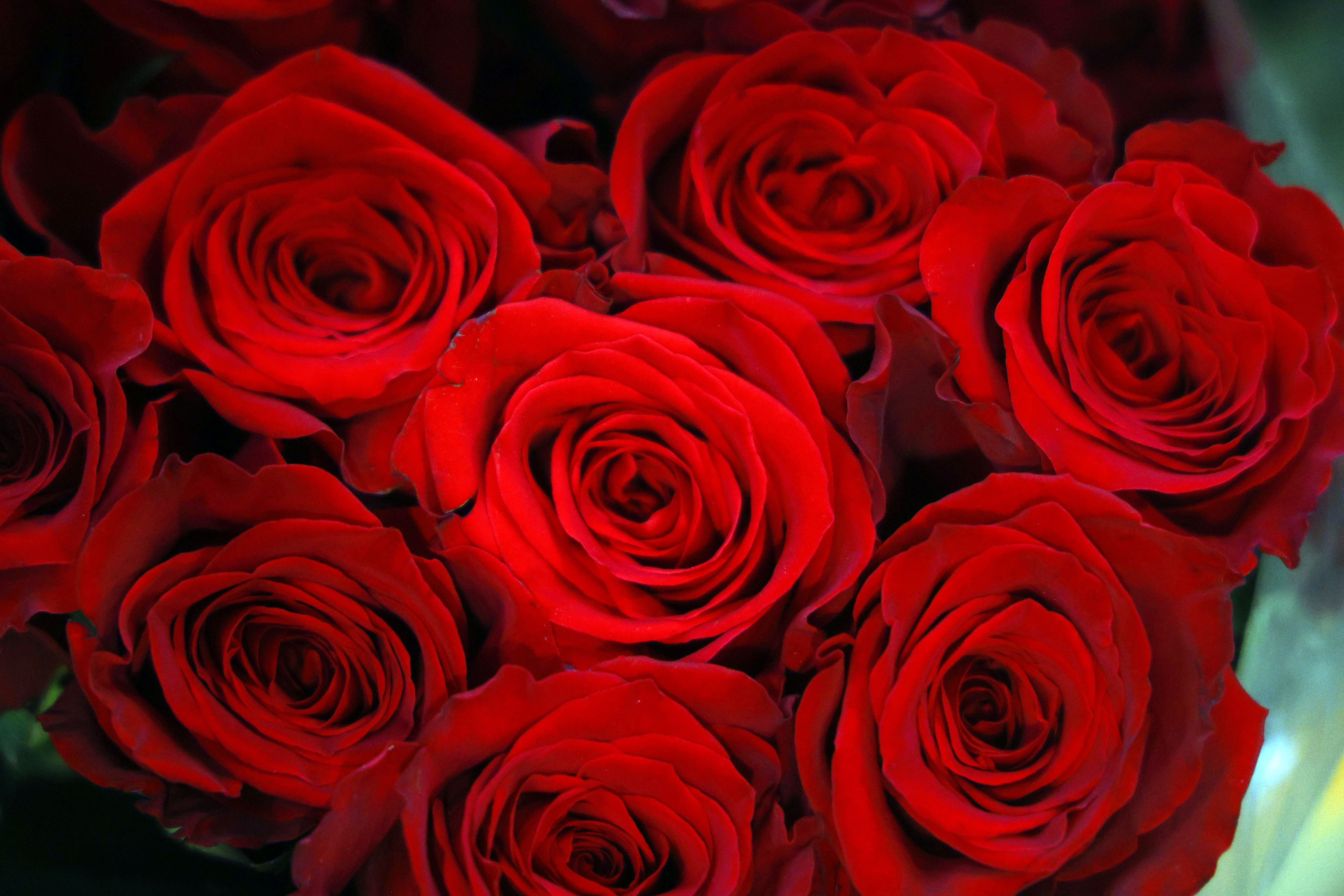 ¿Por qué se regalan rosas y libros este 23 de abril?