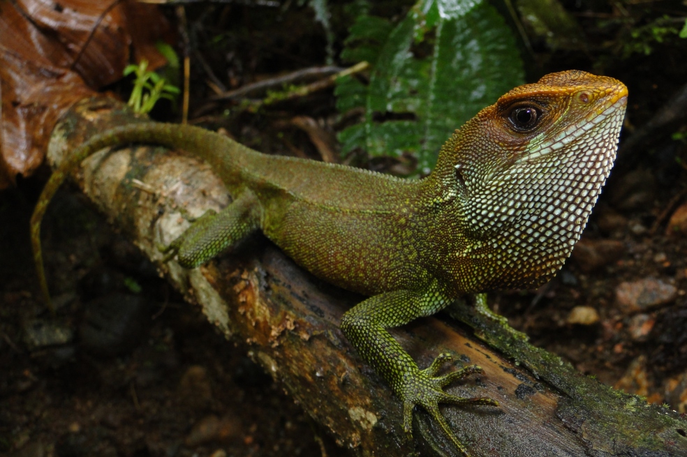 Hallan nueva especie de lagartija y la llaman Bruce Dickinson, en honor a Iron Maiden