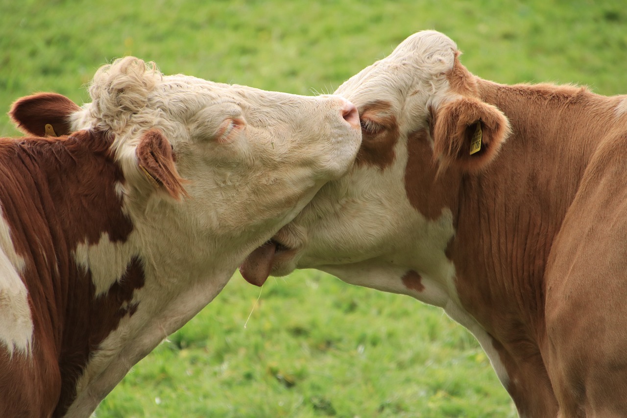 La relación entre el precio de la carne de res y la exportación de ganado