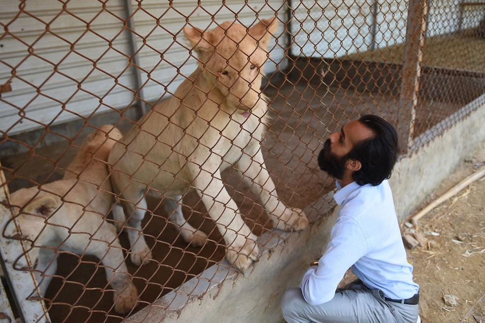 Foto: AFPAunque las especies autóctonas gozan de relativa protección en Pakistán, los animales importados corren peor suerte. "La ley guarda silencio" sobre la cría de fieras, lamenta Javed Mahar, jefe del departamento de fauna de la provincia de Sind, cuya capital es Karachi.