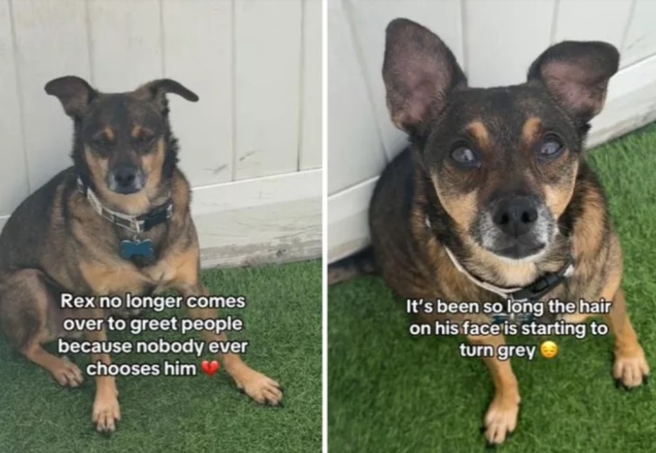 Perro deja de saludar luego de 1.000 días en un refugio: “nunca lo eligen” (video)