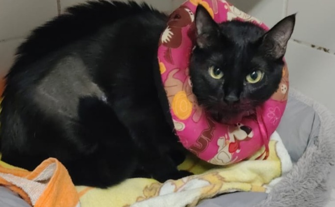 Devuelven a una gatita al refugio un año después de ser adoptada: “No entiende qué hizo mal”
