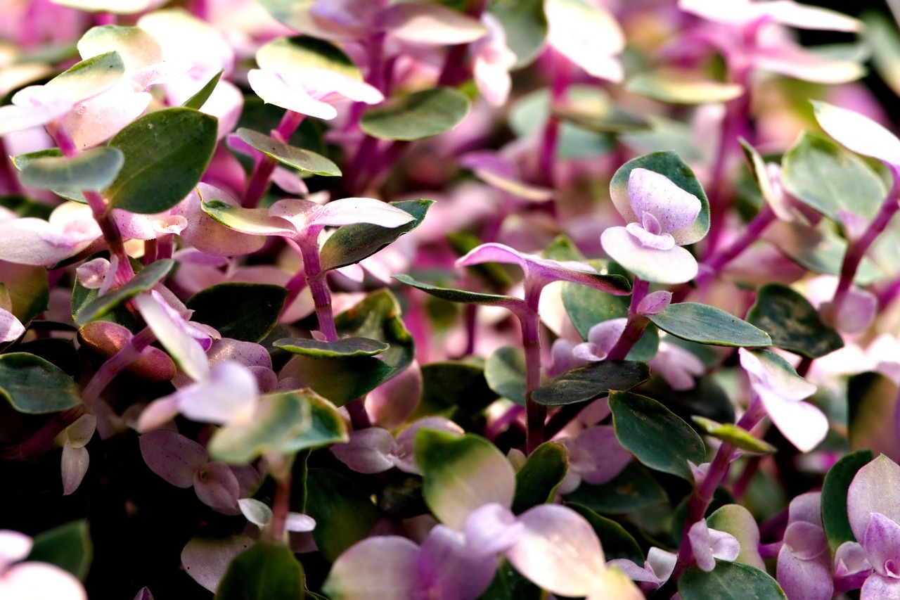 La Callisia es una planta ornamental resistente y fácil de cuidar, ideal para interiores, pero debe mantenerse fuera del alcance de niños por su toxicidad.