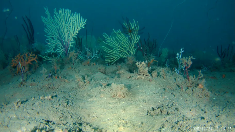 Aunque se creía muerto, científicos descubren que este arrecife de coral está lleno de vida