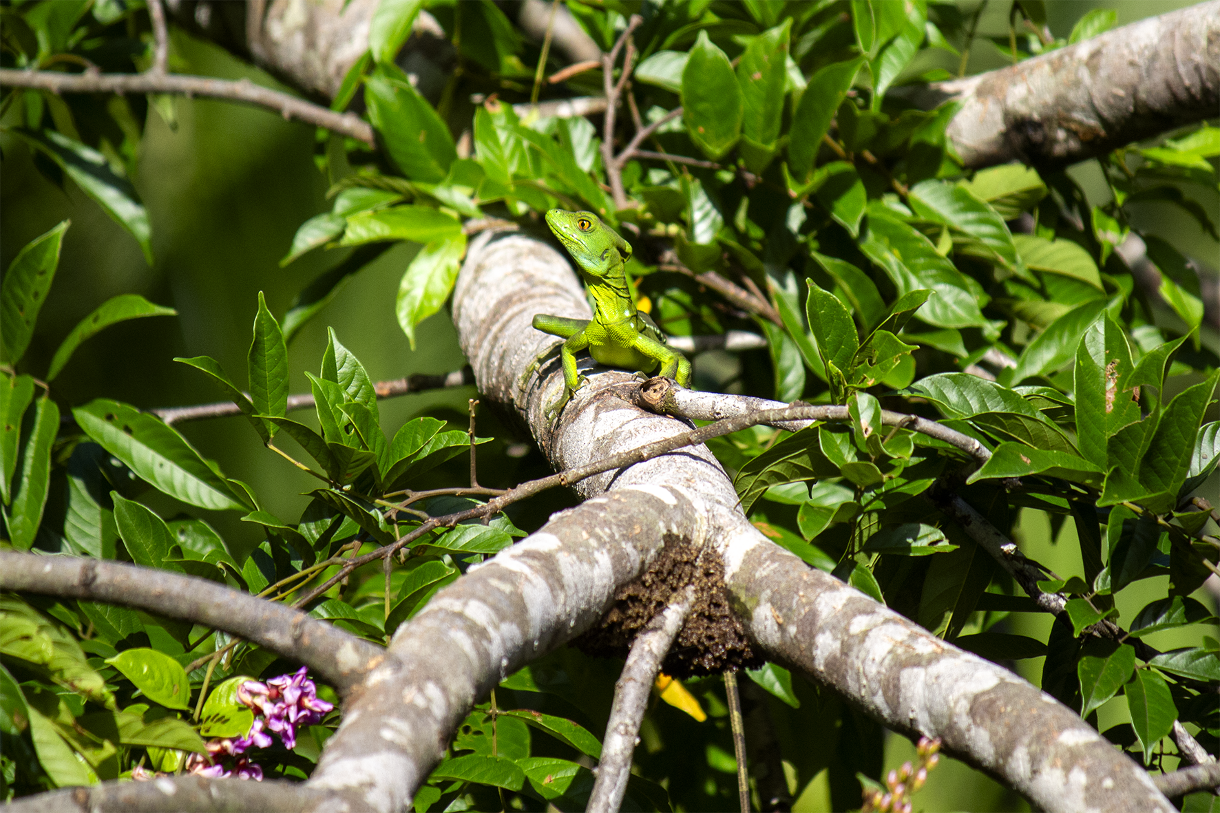 Famoso como el "lagarto Jesucristo" por su habilidad de correr sobre el agua impulsándose con sus patas traseras. Usa esta táctica para escapar de depredadores como serpientes o aves rapaces. Común en zonas bajas del Pacífico y Guanacaste.
