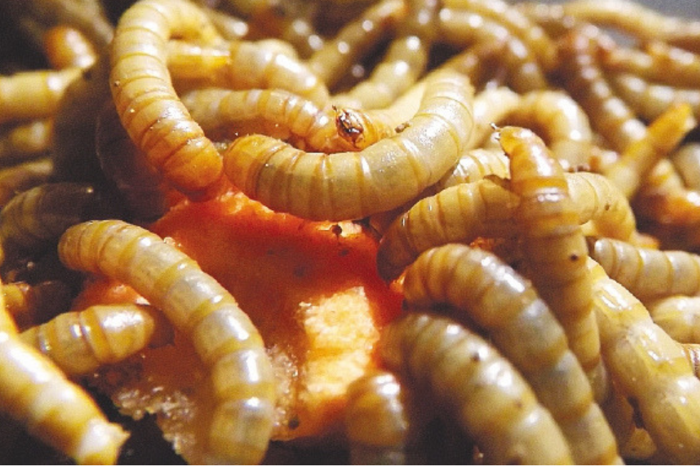 Inicia el comercio de comida para mascotas hecha de insectos