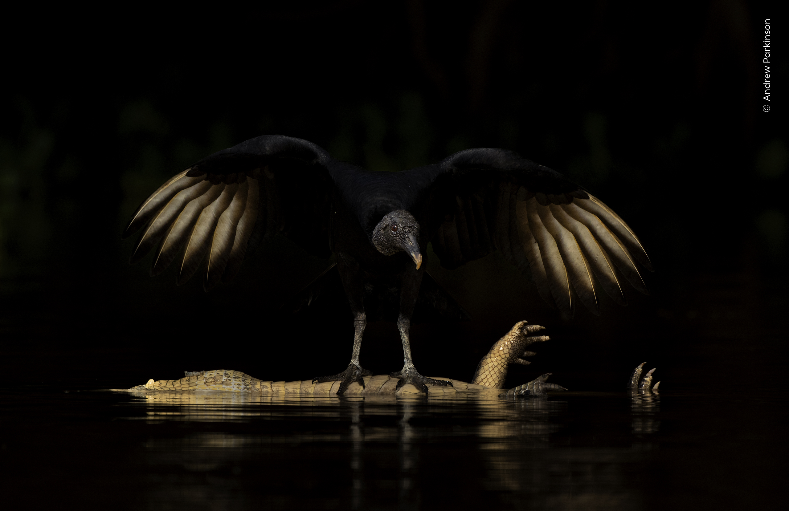 Mención especial de Retratos de animales: Andrew Parkinson (Reino Unido) avista un buitre negro sobre el cadáver de un caimán yacaré en los humedales del Pantanal, en Brasil.