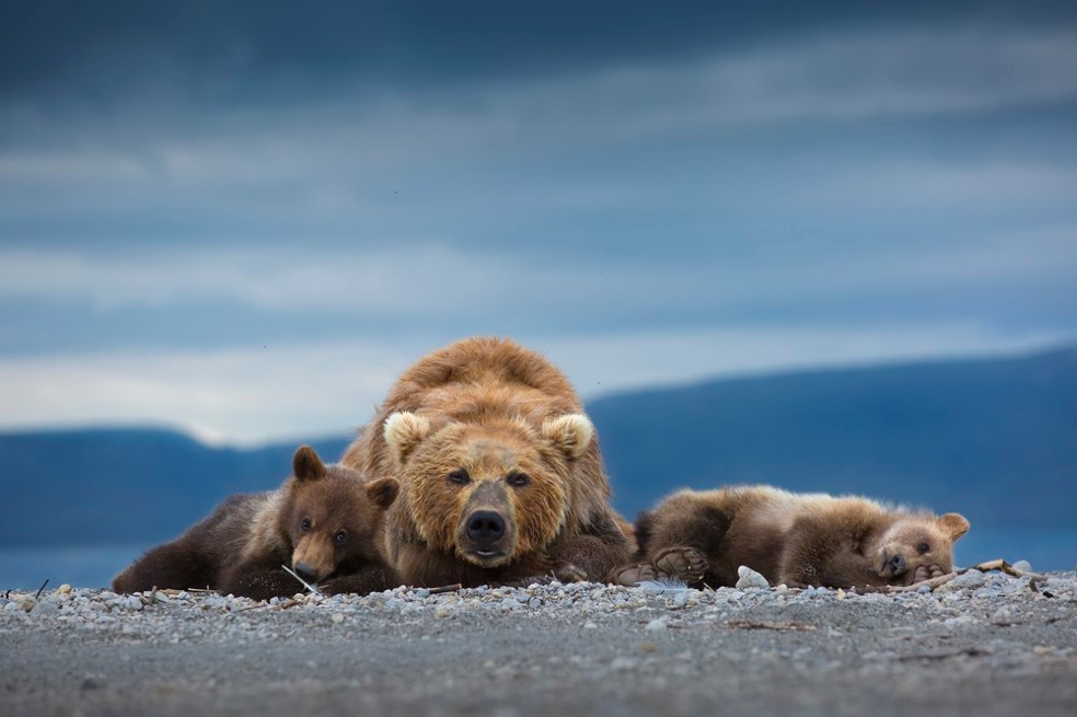 La foto de Neelutpaul Barua, tomada en Kamchatka, Rusia, muestra a una osa con sus oseznos descansando.
