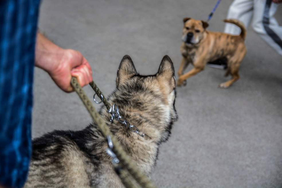 Corte Constitucional avalaría lista de perros peligrosos del Código de Policía