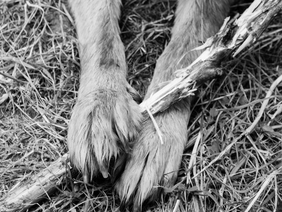 Hombre mata a patadas y puños a un perro en Tolima