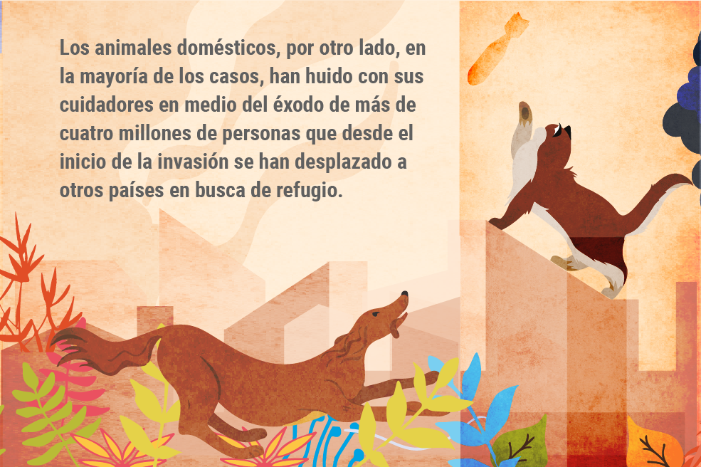 Los animales domésticos, por otro lado, en la mayoría de los casos, han huido con sus cuidadores en medio del éxodo de más de cuatro millones de personas que desde el inicio de la invasión se han desplazado a otros países en busca de refugio.