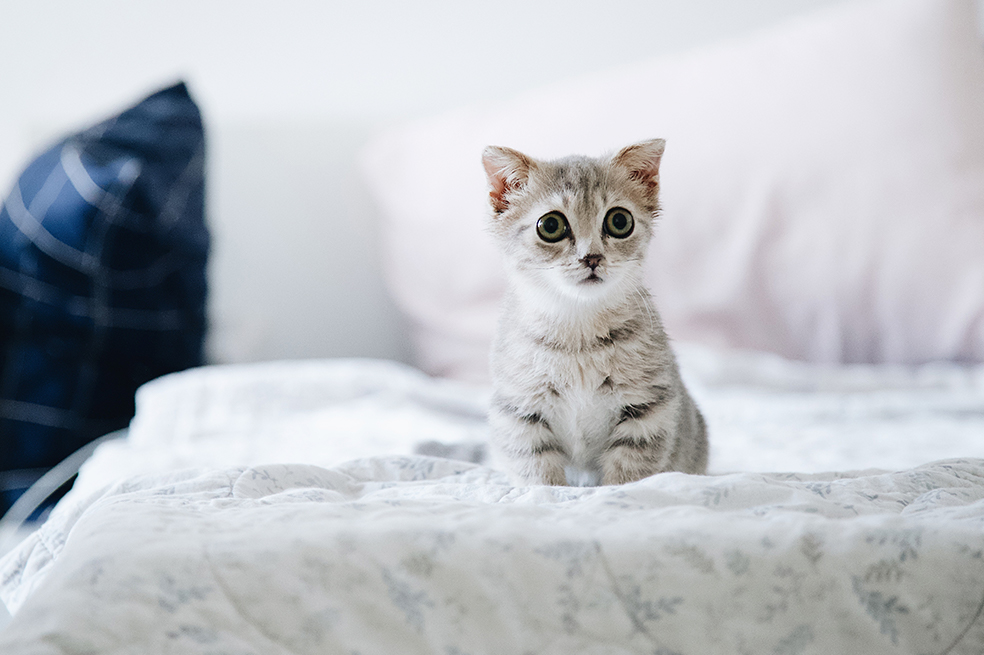 ¿Cuánto tiempo puedo dejar solo a mi gato en casa?