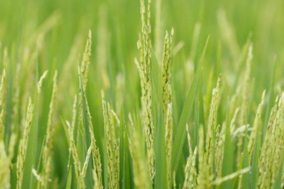 Foto: MinAgricultura.