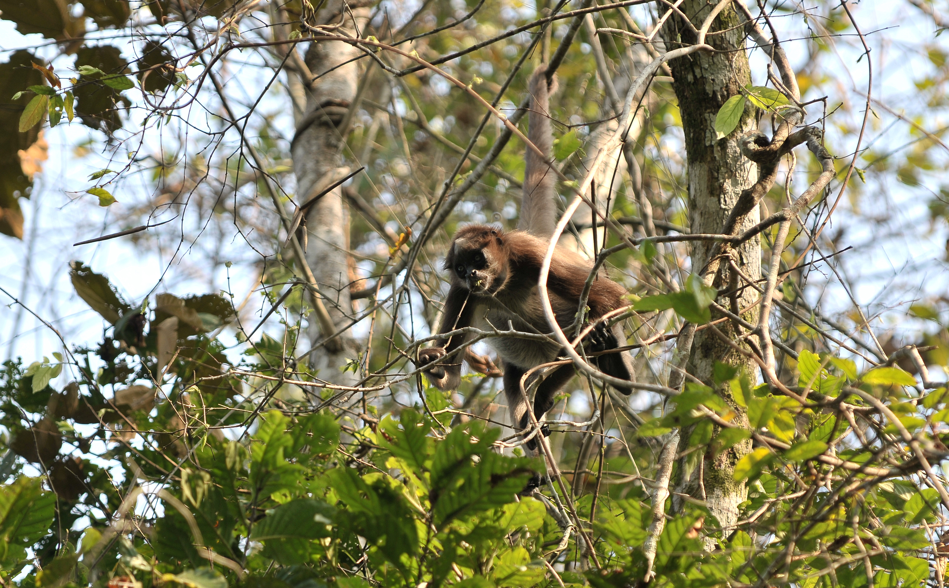 Especie en Vía de Extinción