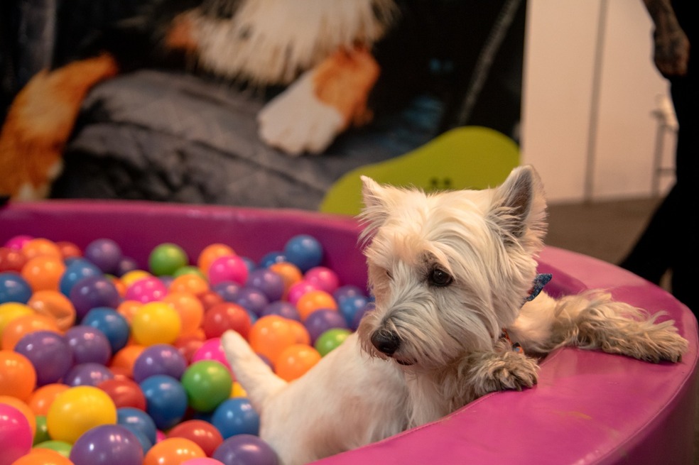 ¿Piensa asistir a Expopet 2023 con su mascota? Siga estas recomendaciones