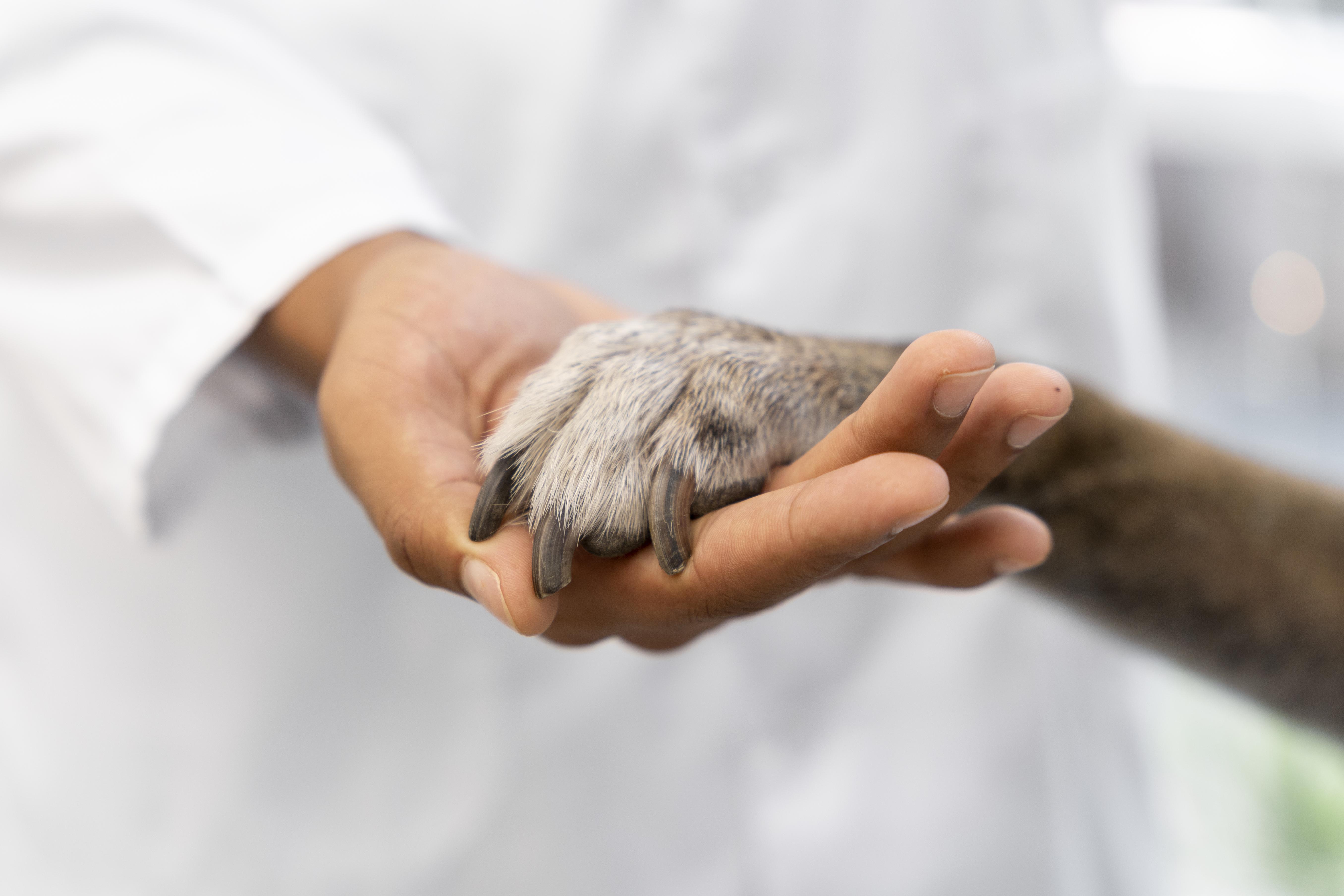En muchas ocasiones los veterinarios son menospreciados por sus clientes, al punto de tener altercados con los dueños de las mascotas que atienden.
