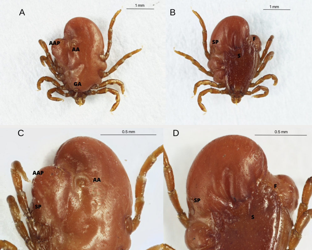 Garrapata canina marrón (Rhipicephalus sanguineus) con ginandromorfismo.