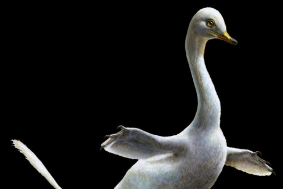 El dinosaurio con pinta de pato que vivió hace 75 millones de años