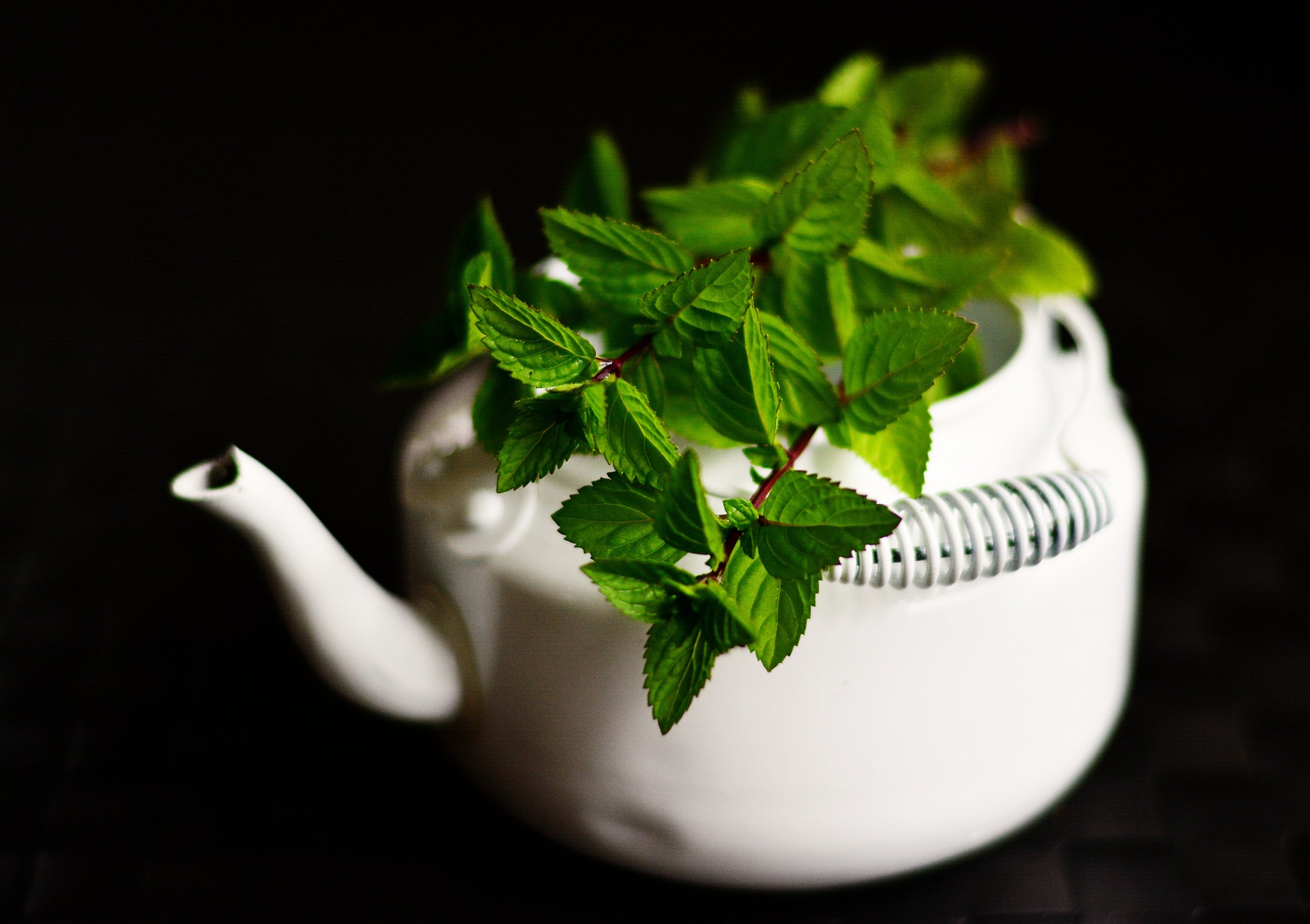 Plantas aromáticas: cinco opciones buenas, bonitas y fáciles de cuidar