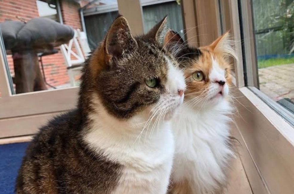 Monty y Molly: dos gatos unidos por una condición especial y una gran familia