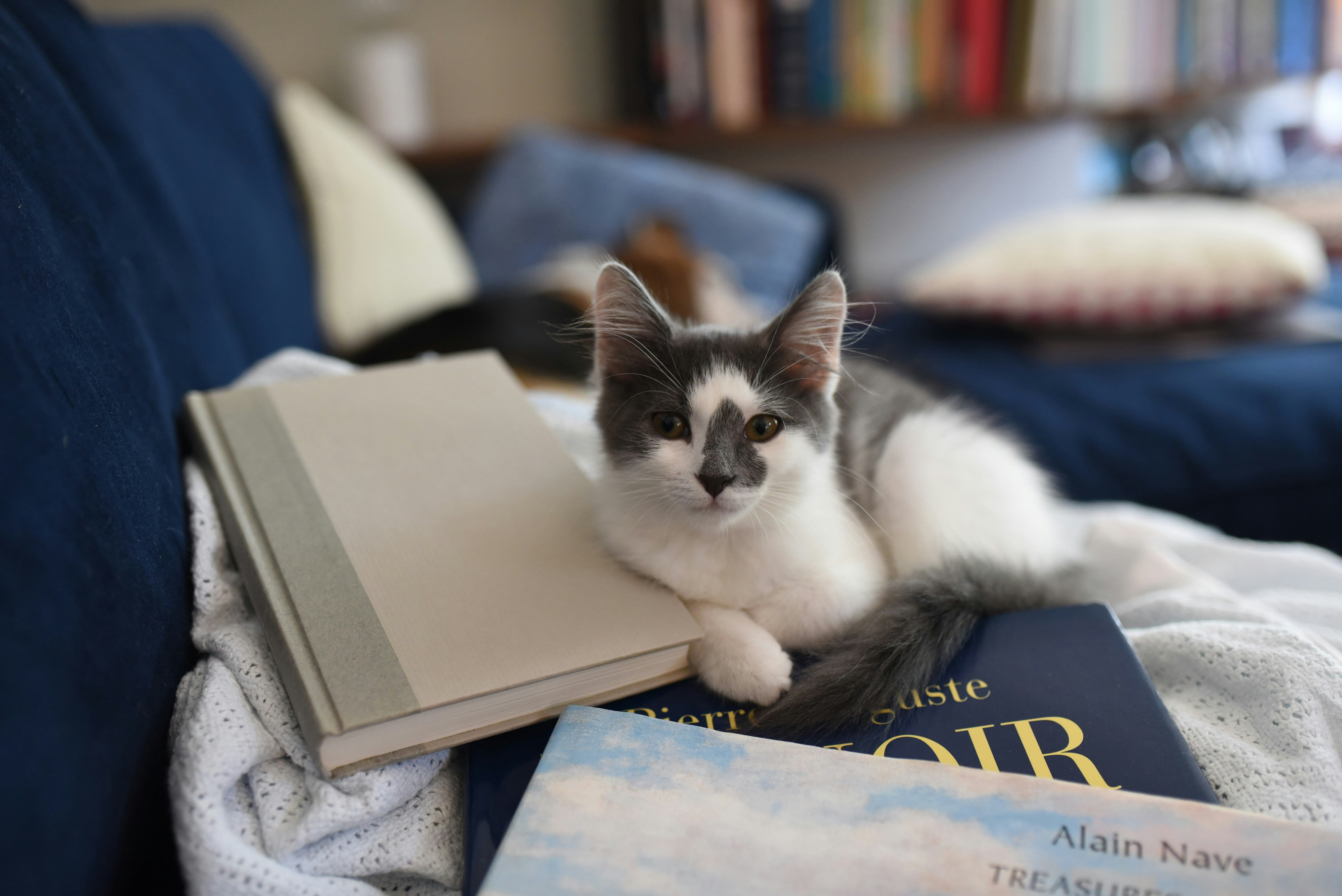 Un gato encima de un libro.