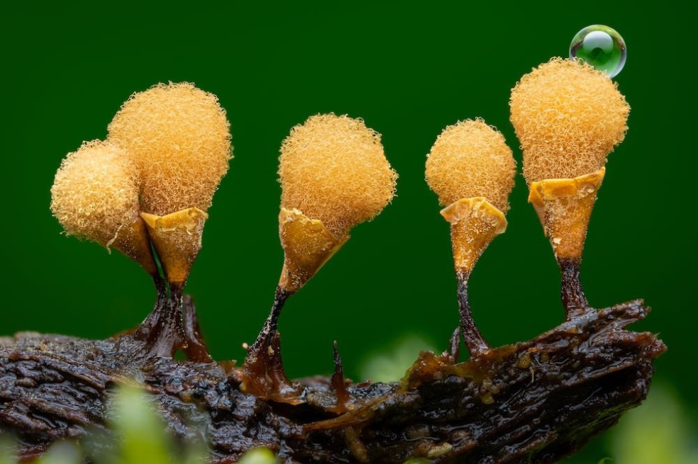 "El invierno pasado estaba paseando por el bosque de mi localidad, inspeccionando troncos y palos podridos, cuando me topé con un tronco cubierto de cuerpos fructíferos o esporangios de moho limoso. Preparé mi cámara y enfoqué un pequeño grupo entre el musgo", cuenta el fotógrafo sobre la imagen.