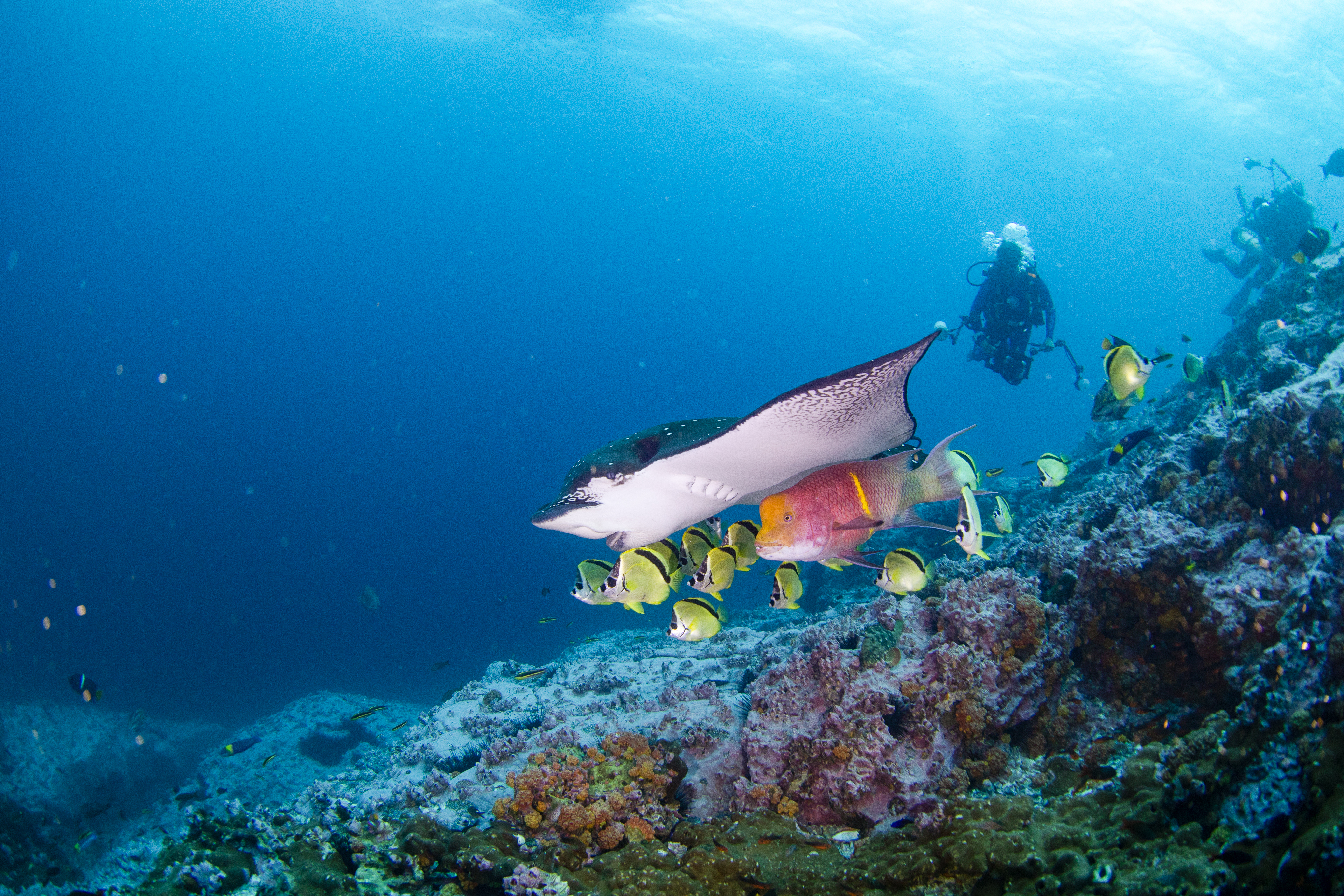 Científicos colombianos buscan vida en nuestros océanos con National Geographic
