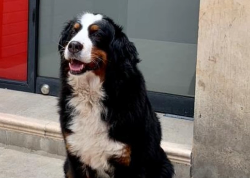 ¿Los ha visto? Yeison, Kiara, Guanda y otros animales perdidos en Bogotá