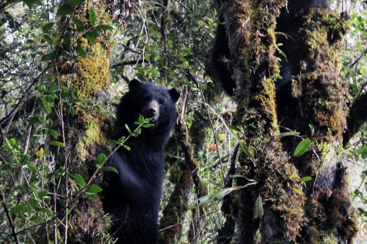 Ofrecen recompensa de hasta $10 millones por responsables de muerte de oso