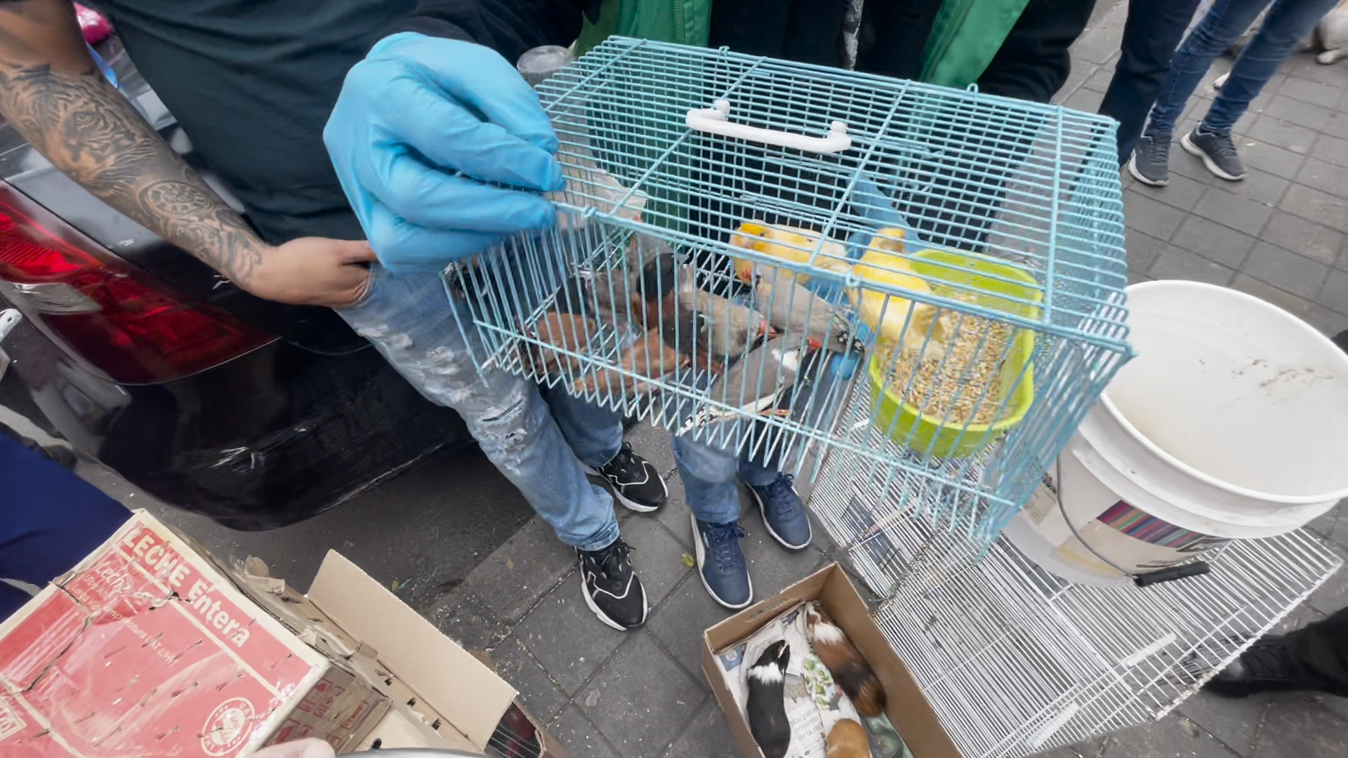Bogotá: Denuncian venta ilegal de animales e irregularidades en plaza El Restrepo