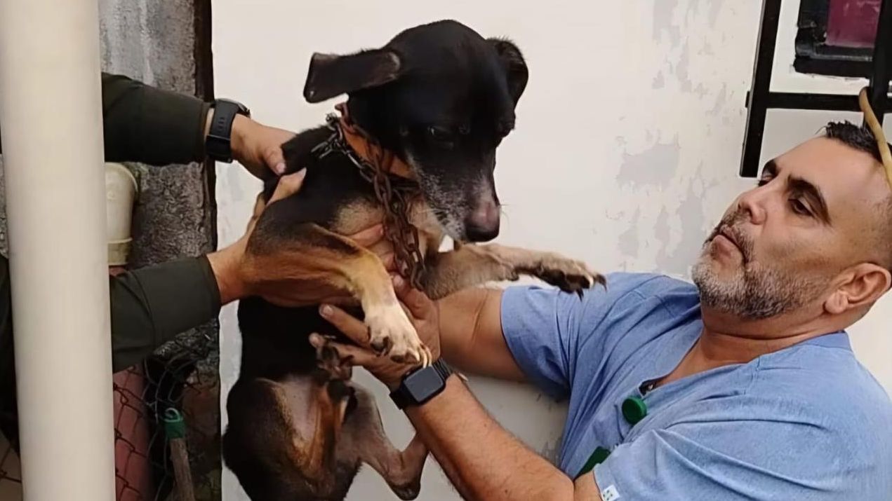 Hacinados, enfermos y abandonados: así fueron hallados 17 animales en Risaralda