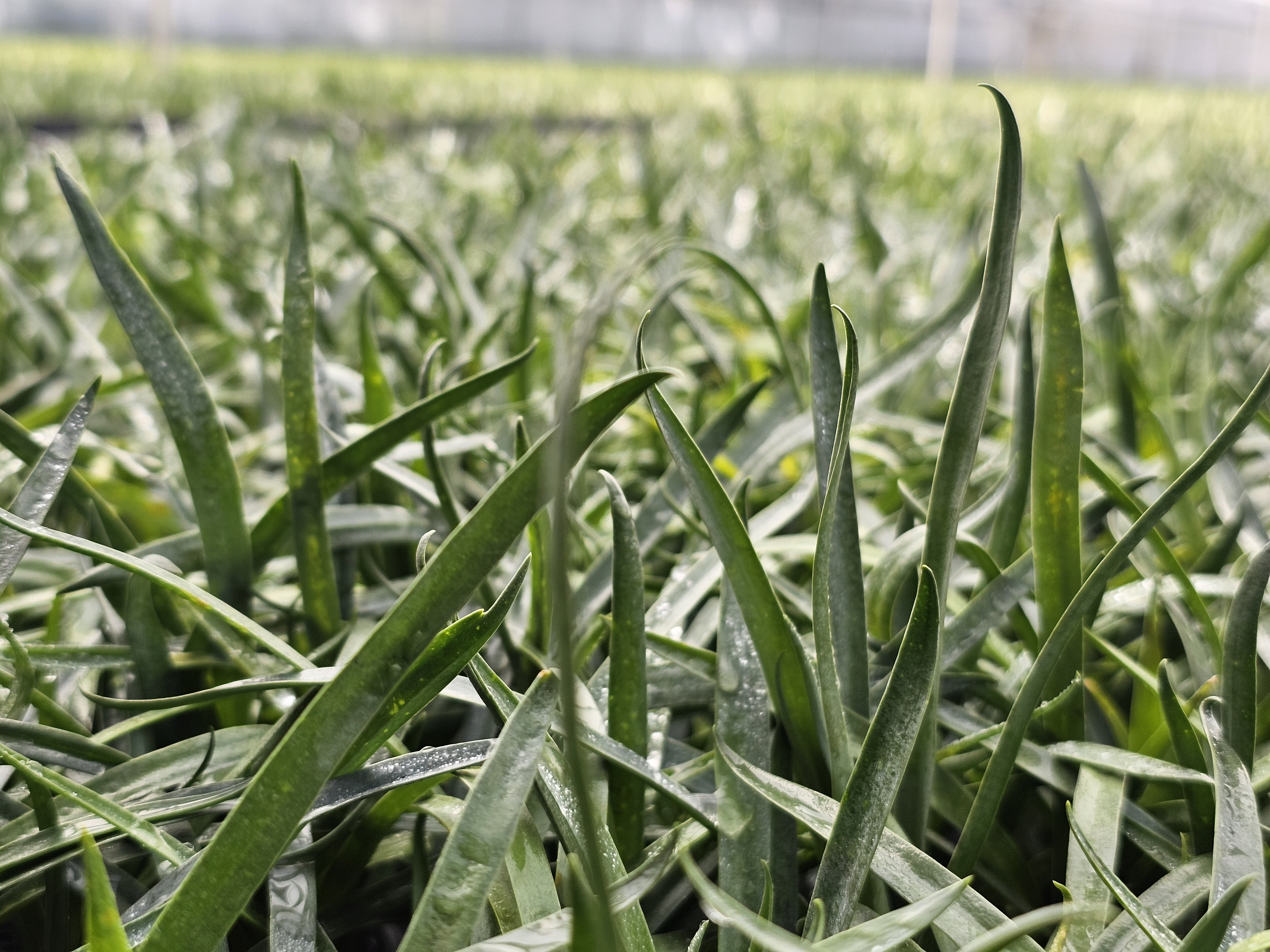 La propagación se realiza en zonas especializadas como Villa de Leyva, donde se hace el esqueje y el enraizamiento en condiciones controladas y aisladas para proteger la sanidad del material vegetal.