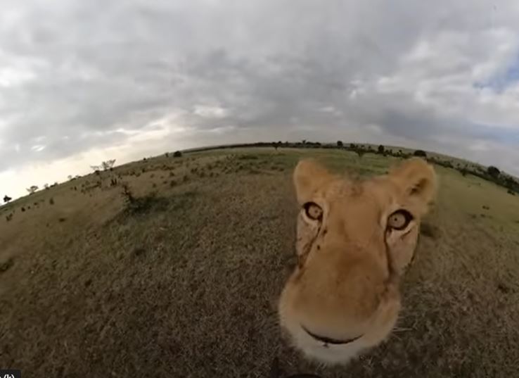 Leona robó cámara GoPro a turistas y capturó curiosas imágenes