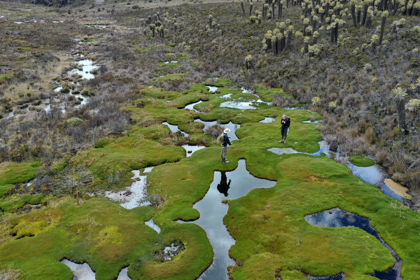 Científicos investigan por qué una turbera de Perú dejó de captar carbono