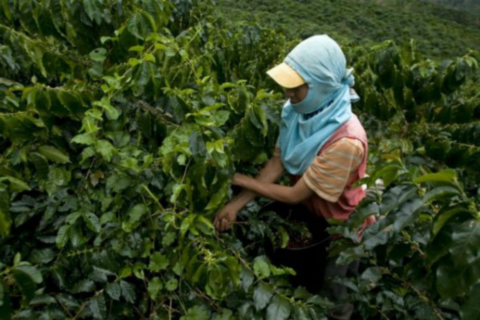 Caficultores de Huila recibirán 31.000 millones de pesos
