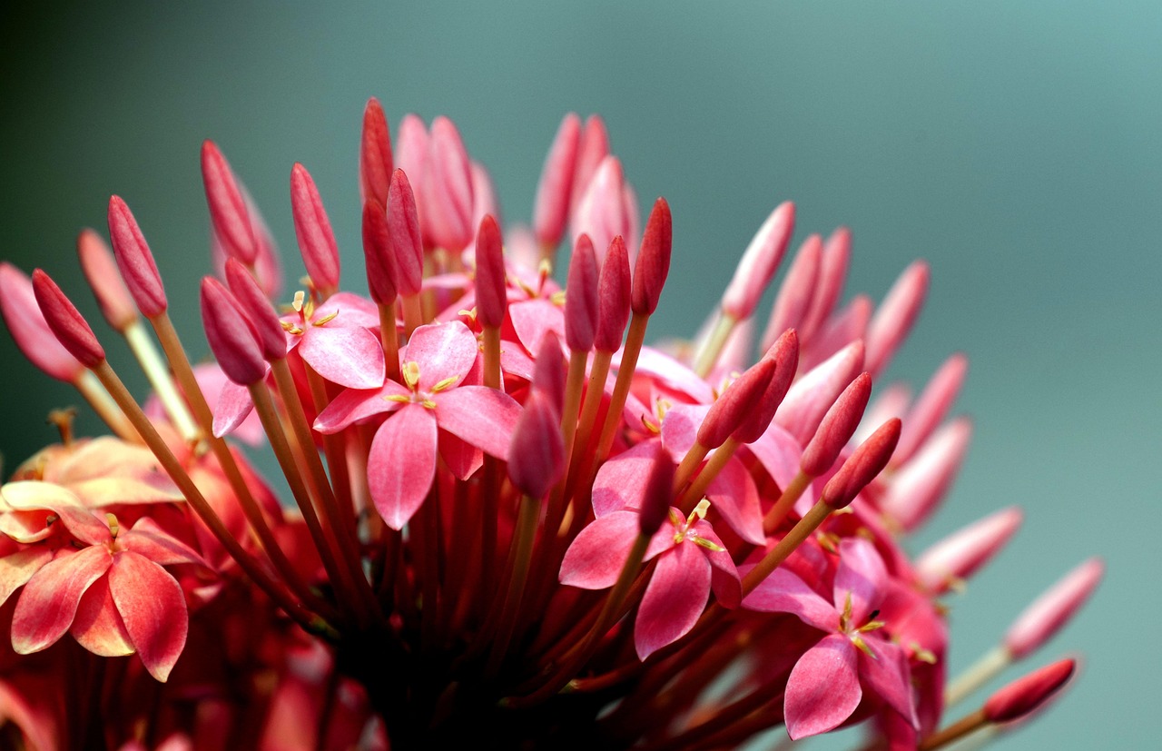 Ixora