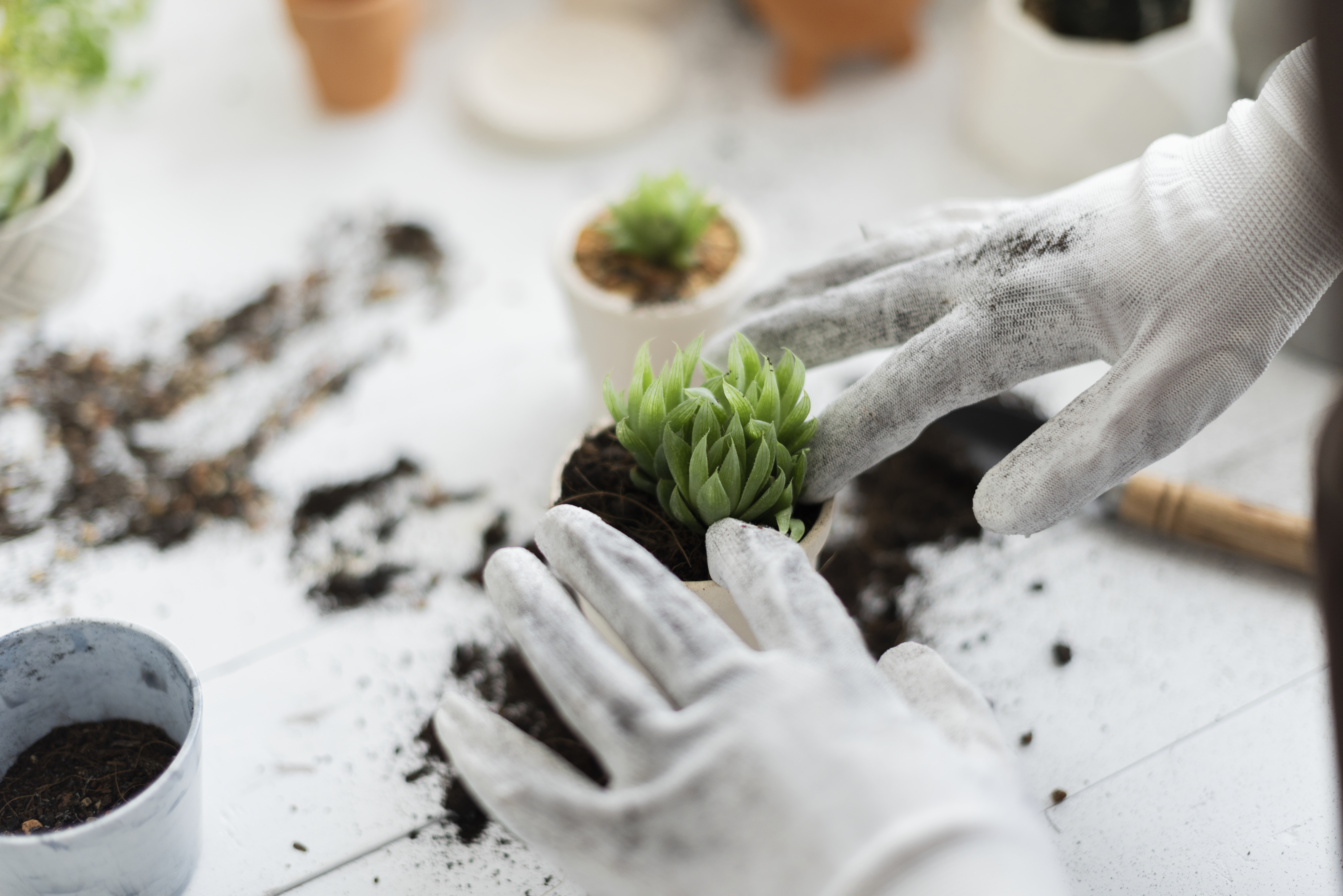 ¿Moho en las plantas? Tenga en cuenta estos cuidados
