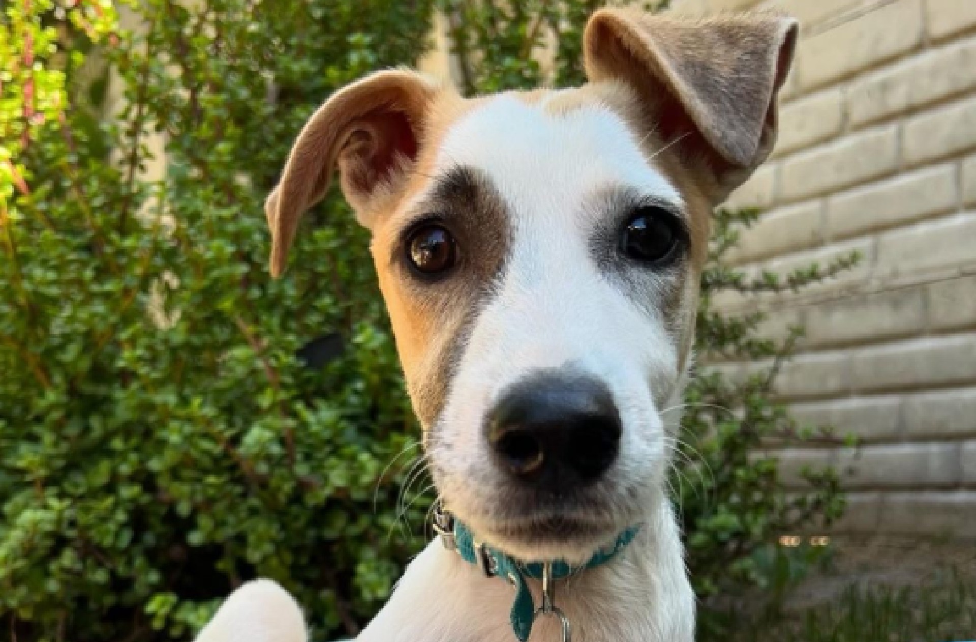“Es muy travieso, no lo quiero más”: Lennon fue devuelto al refugio tras un año adoptado