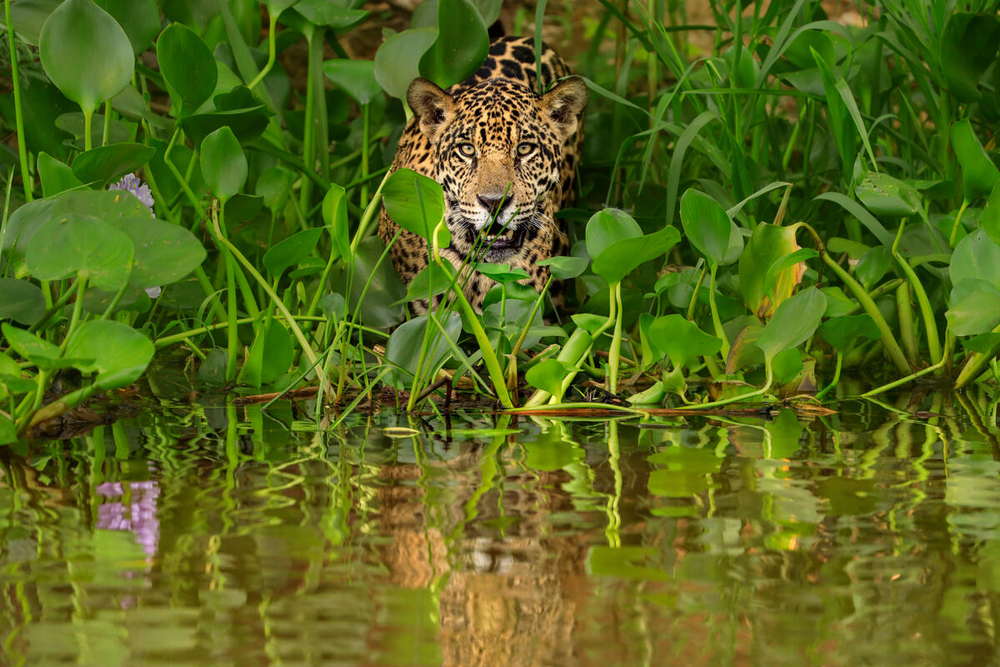 Así es un encuentro con el felino más grande de América