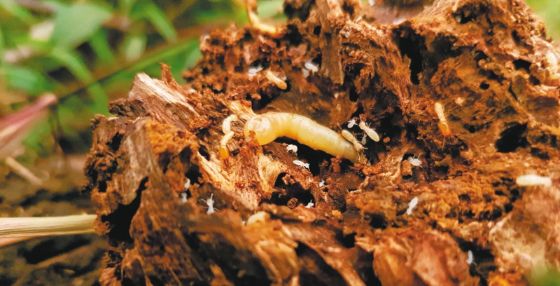 Las termitas nos dan pistas de cómo recuperar los suelos de la Amazonia