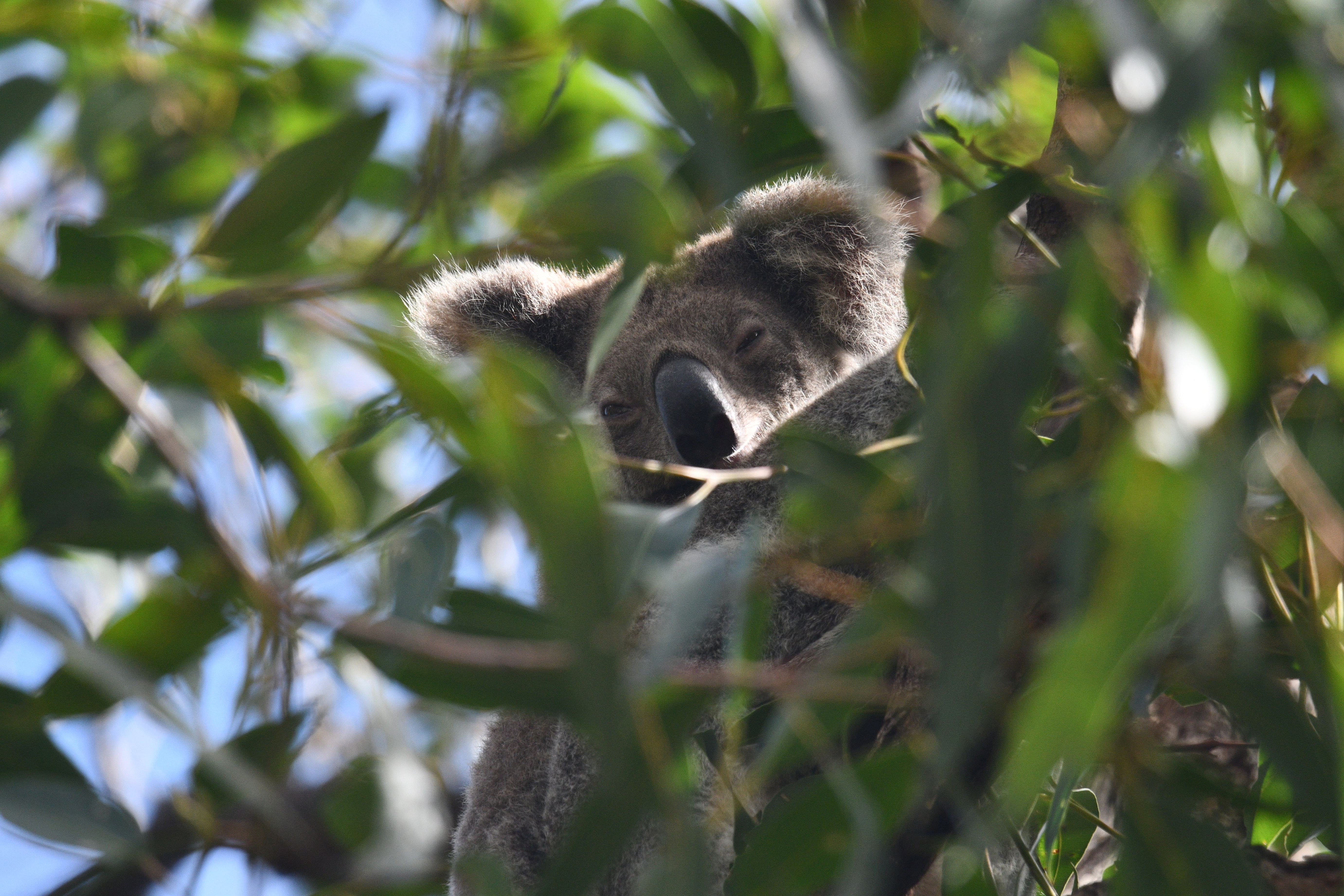 Las razones por las que han sacrificado a cientos de koalas en Australia