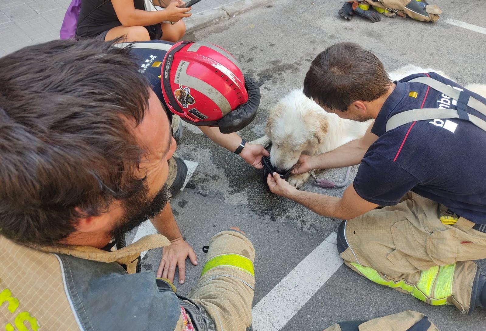¡Inhumanos! Encerraron a un perro, sin agua ni comida, en un balcón por tres días