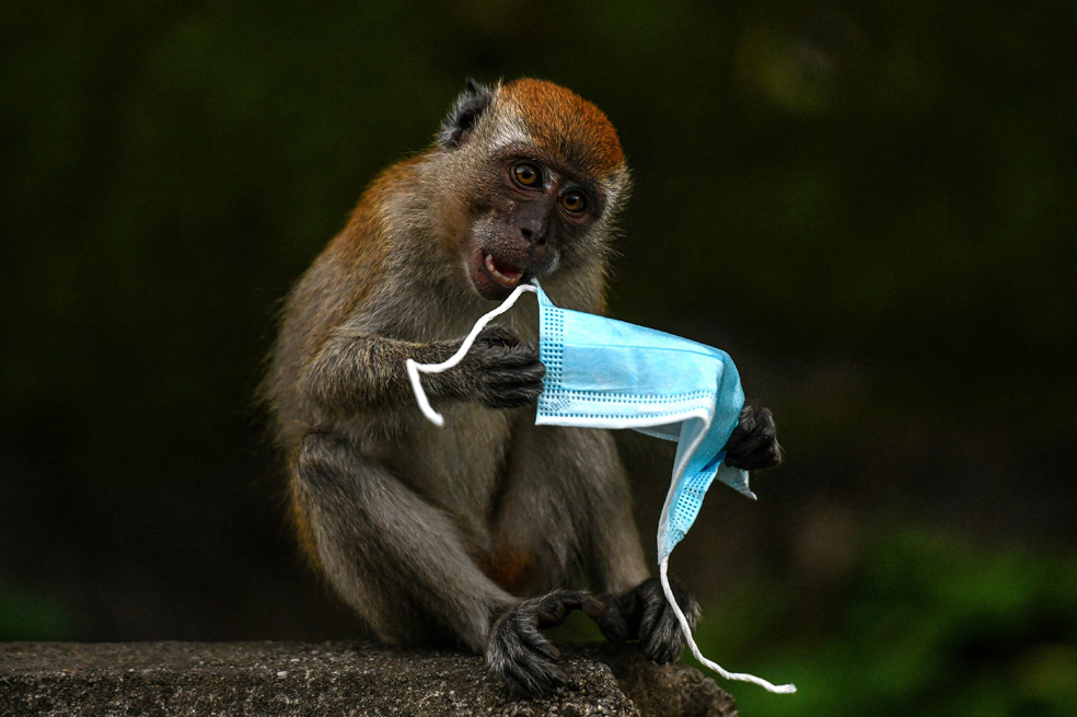 Tapabocas desechados son un problema para los hábitats de los animales