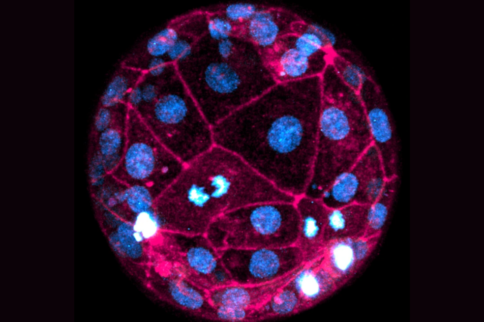 Esta es la imagen más nítida que se conoce del embrión vivo de un humano